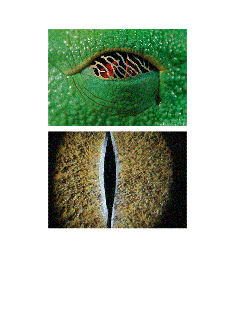 image for page Cửa sổ tâm hồn trong thế giới loài vật