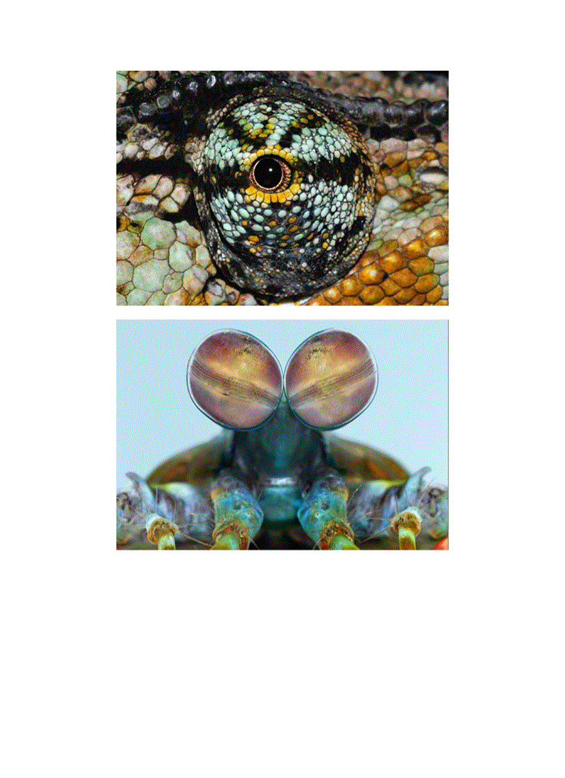 image for page Cửa sổ tâm hồn trong thế giới loài vật