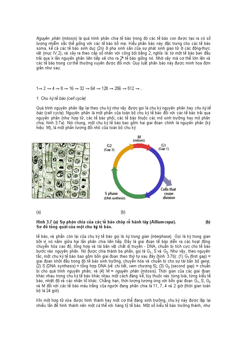 image for page Nguyên Phân