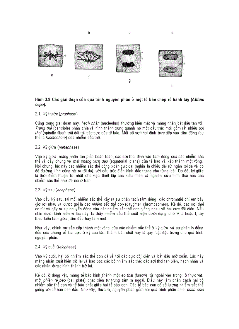 image for page Nguyên Phân