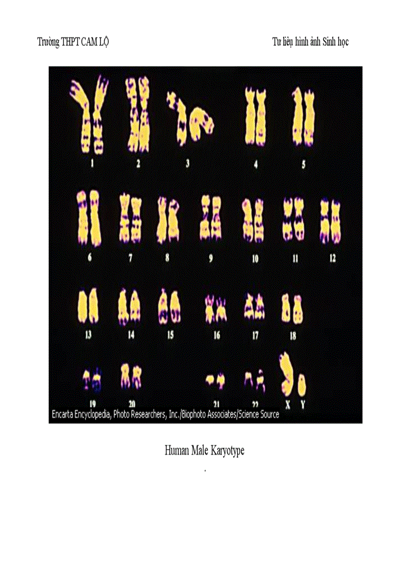 image for page Ảnh tư liệu Sinh học 12