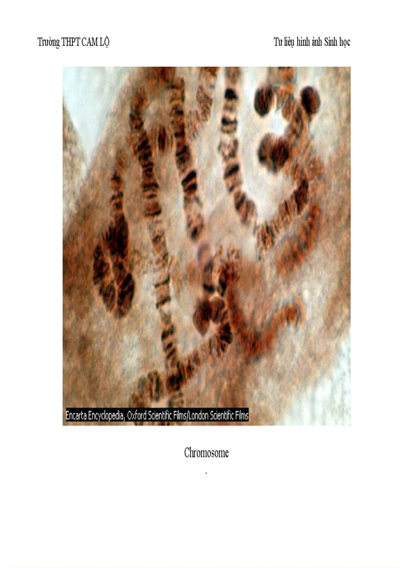 image for page Ảnh tư liệu Sinh học 12