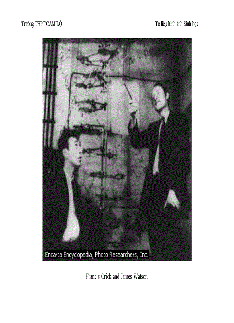 image for page Ảnh tư liệu Sinh học 12