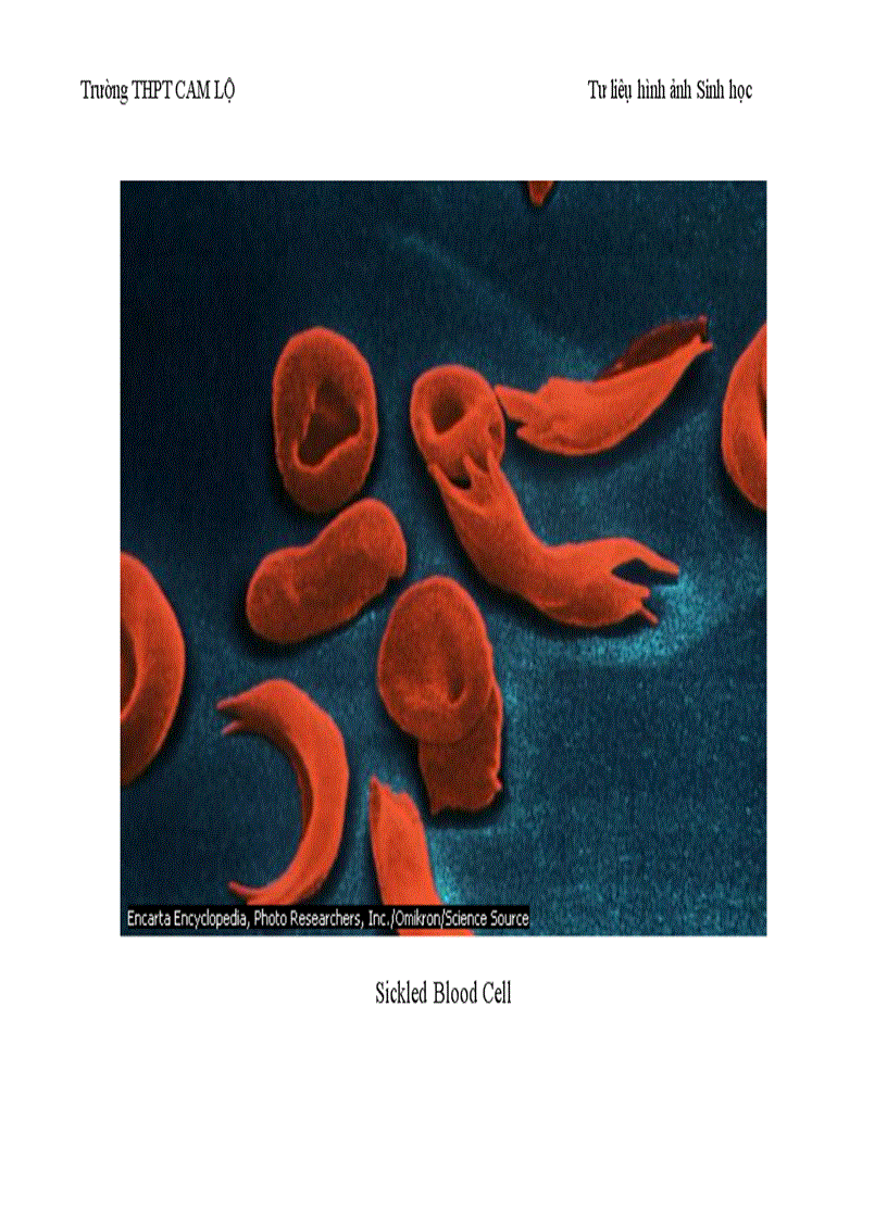 image for page Ảnh tư liệu Sinh học 12