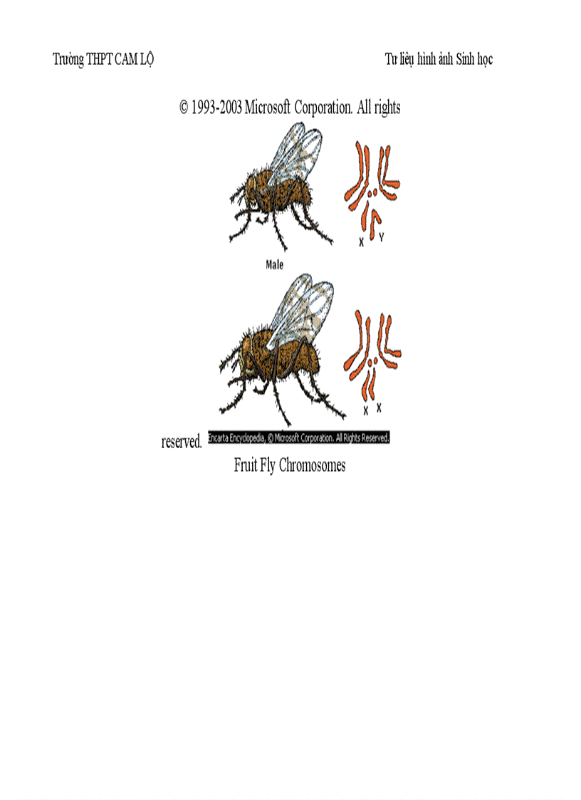 image for page Ảnh tư liệu Sinh học 12