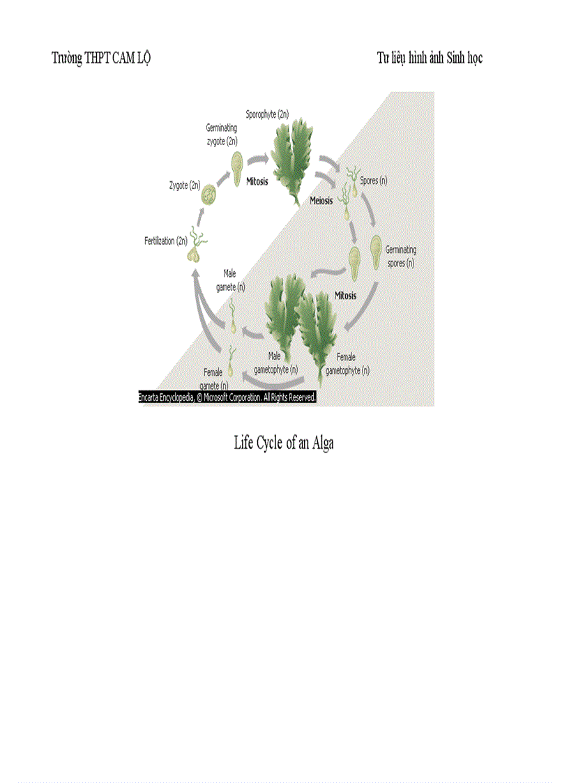 image for page Ảnh tư liệu Sinh học 12