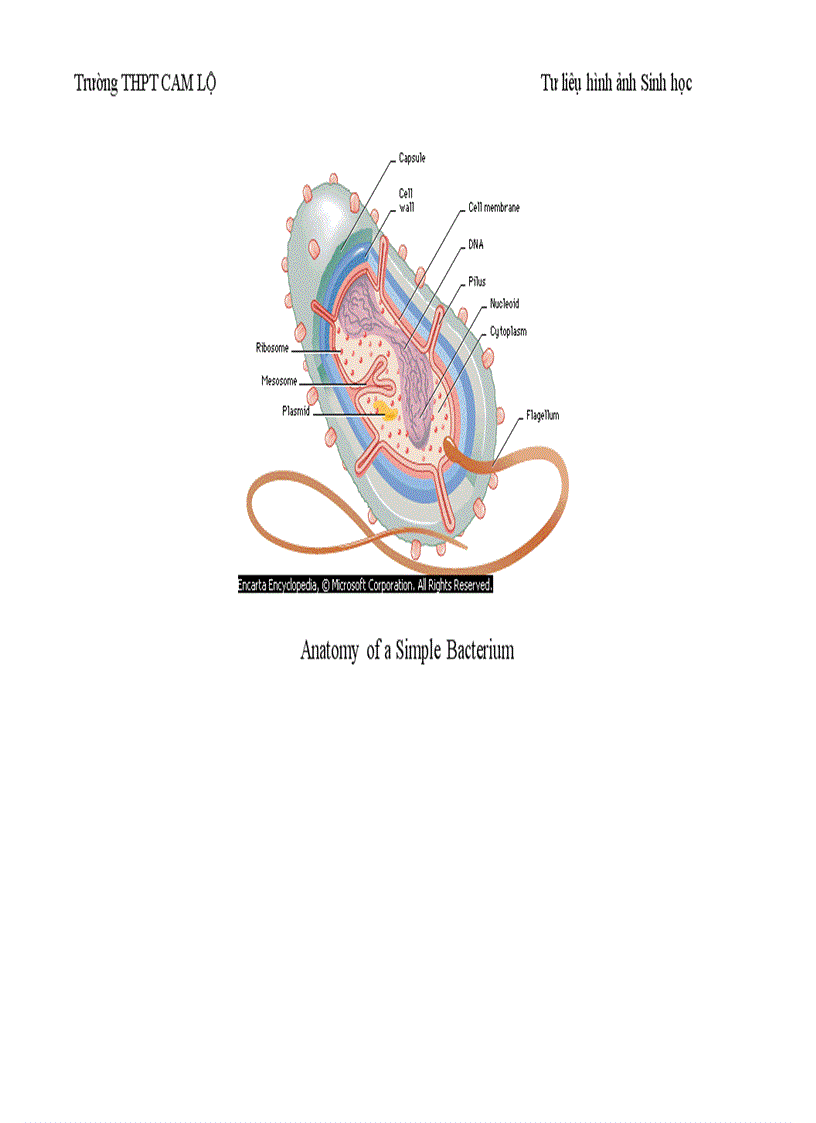 image for page Ảnh tư liệu Sinh học 12
