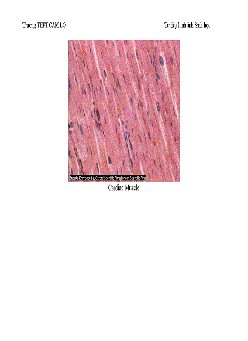 image for page Ảnh tư liệu Sinh học 12