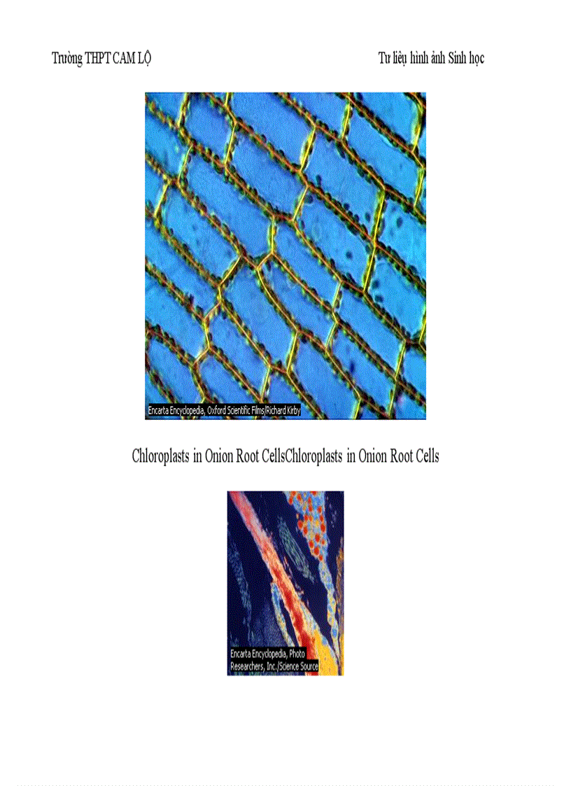 image for page Ảnh tư liệu Sinh học 12