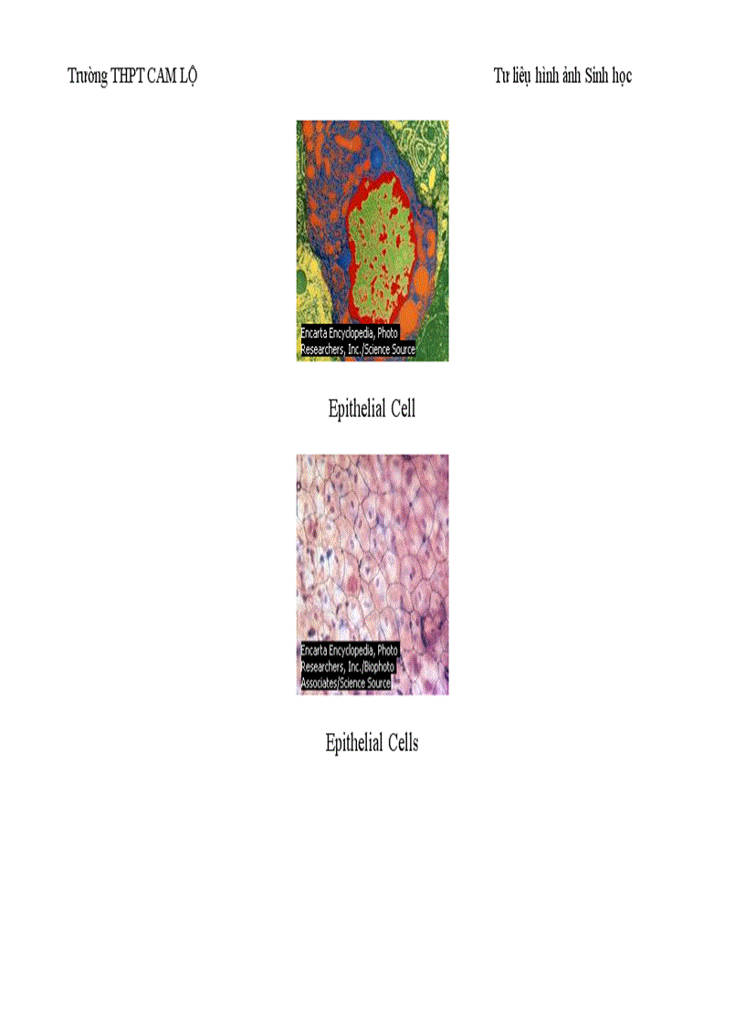 image for page Ảnh tư liệu Sinh học 12