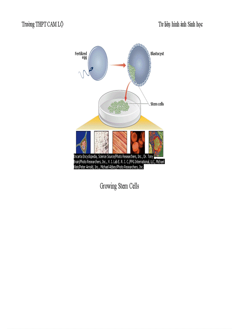 image for page Ảnh tư liệu Sinh học 12