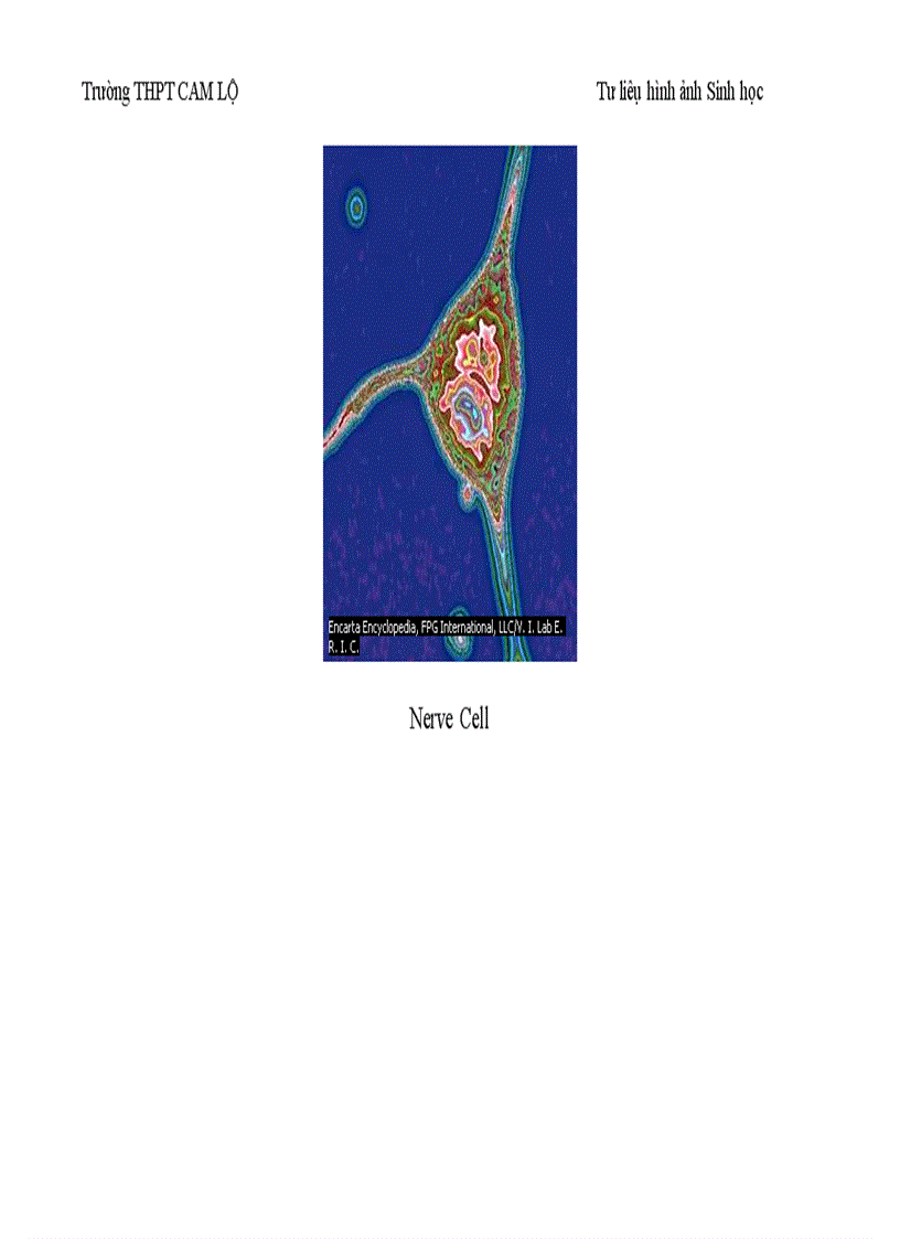 image for page Ảnh tư liệu Sinh học 12