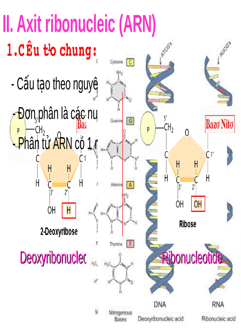 image for page Axitnucleic