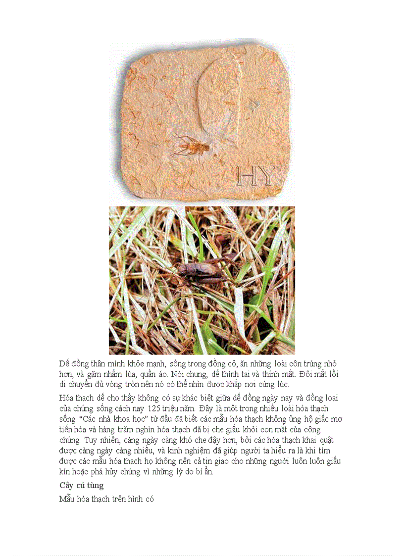 image for page Bí ẩn thế giới các hóa thạch sống