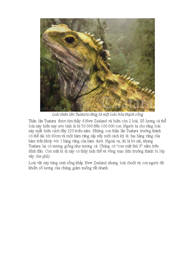 image for page Bí ẩn thế giới các hóa thạch sống