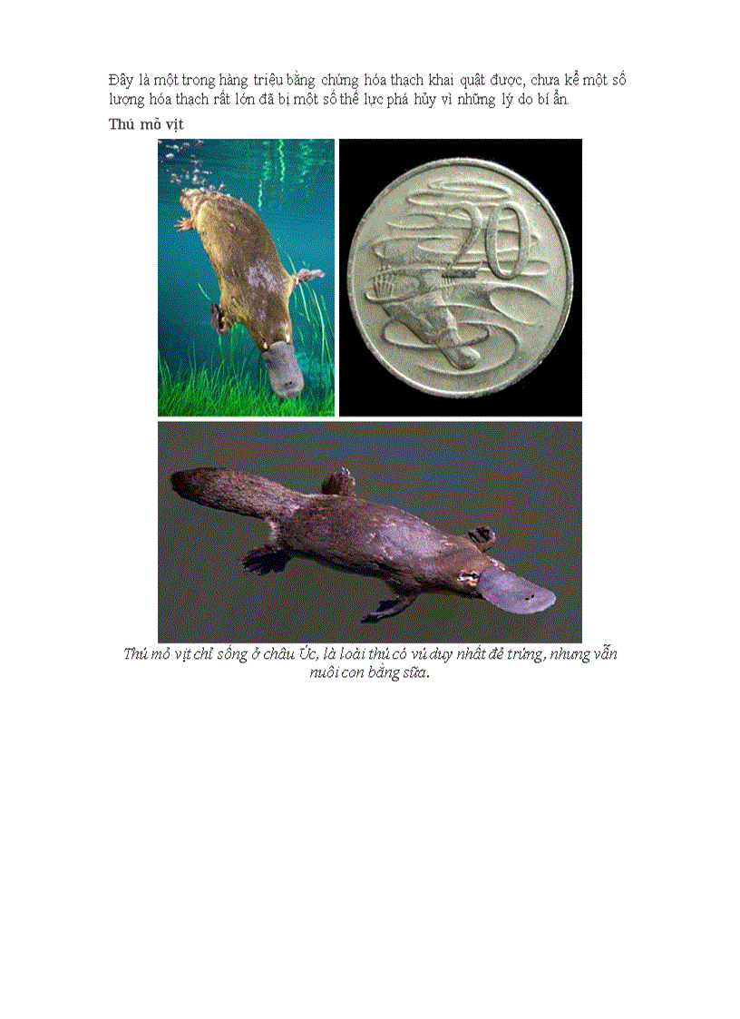 image for page Bí ẩn thế giới các hóa thạch sống