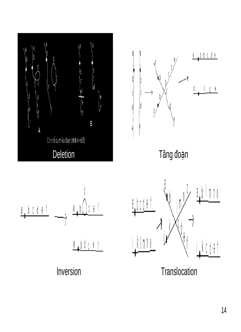 image for page Biến dị và đột biến