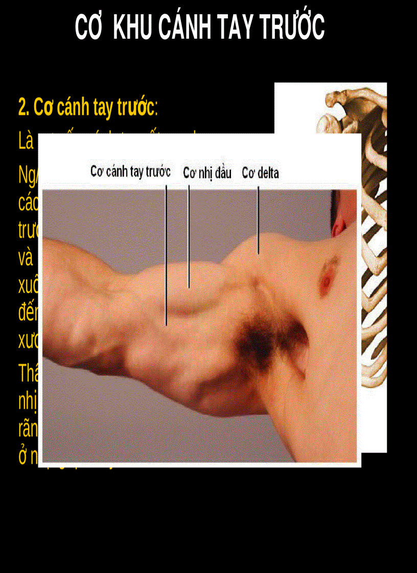 image for page Cơ chi trên