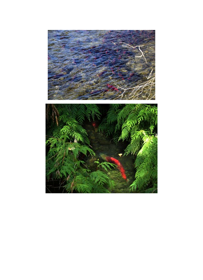 image for page Dong vat di cu