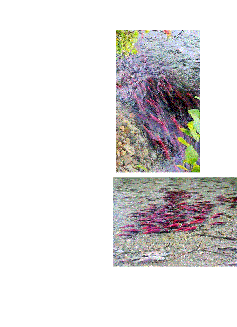 image for page Dong vat di cu