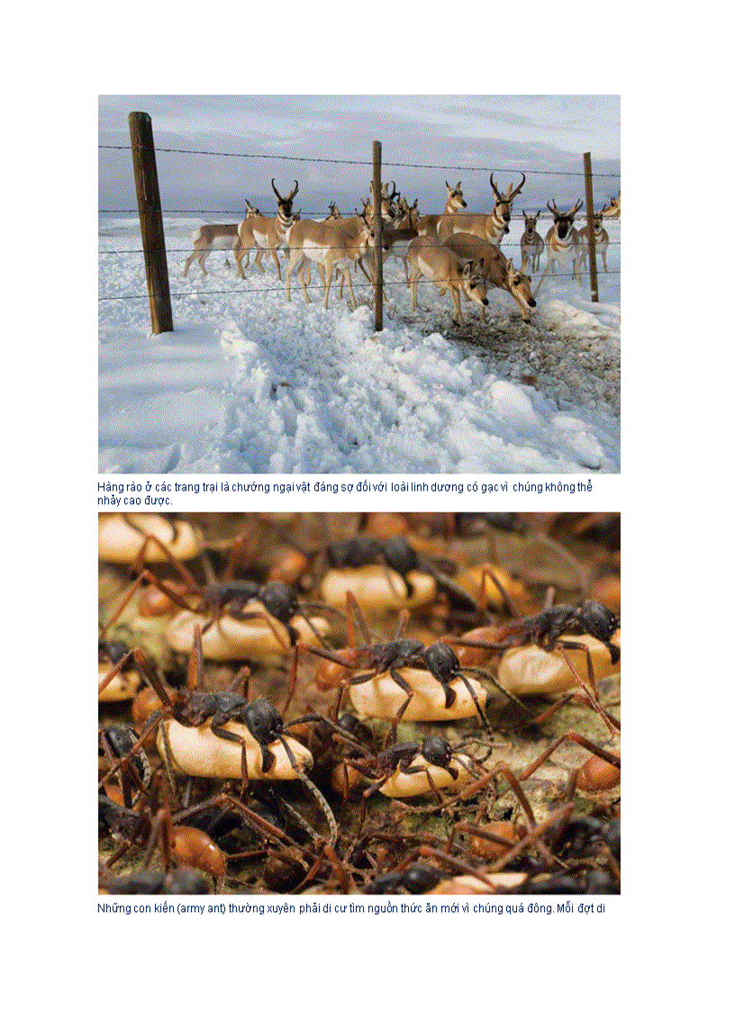 image for page Dong vat di cu