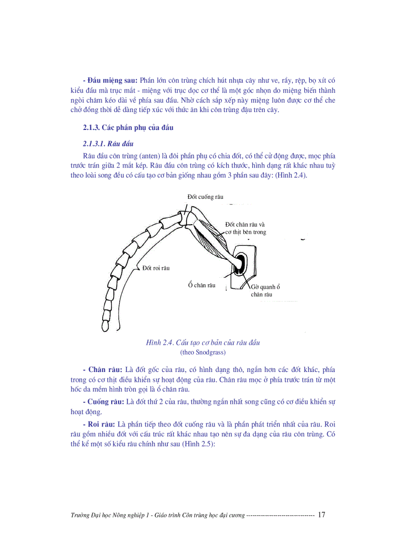 image for page Giáo trình côn trùng học