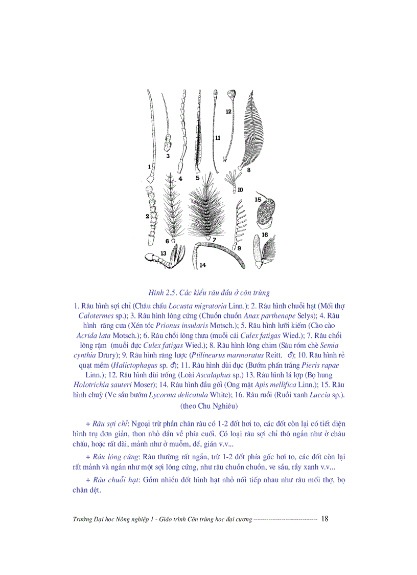 image for page Giáo trình côn trùng học