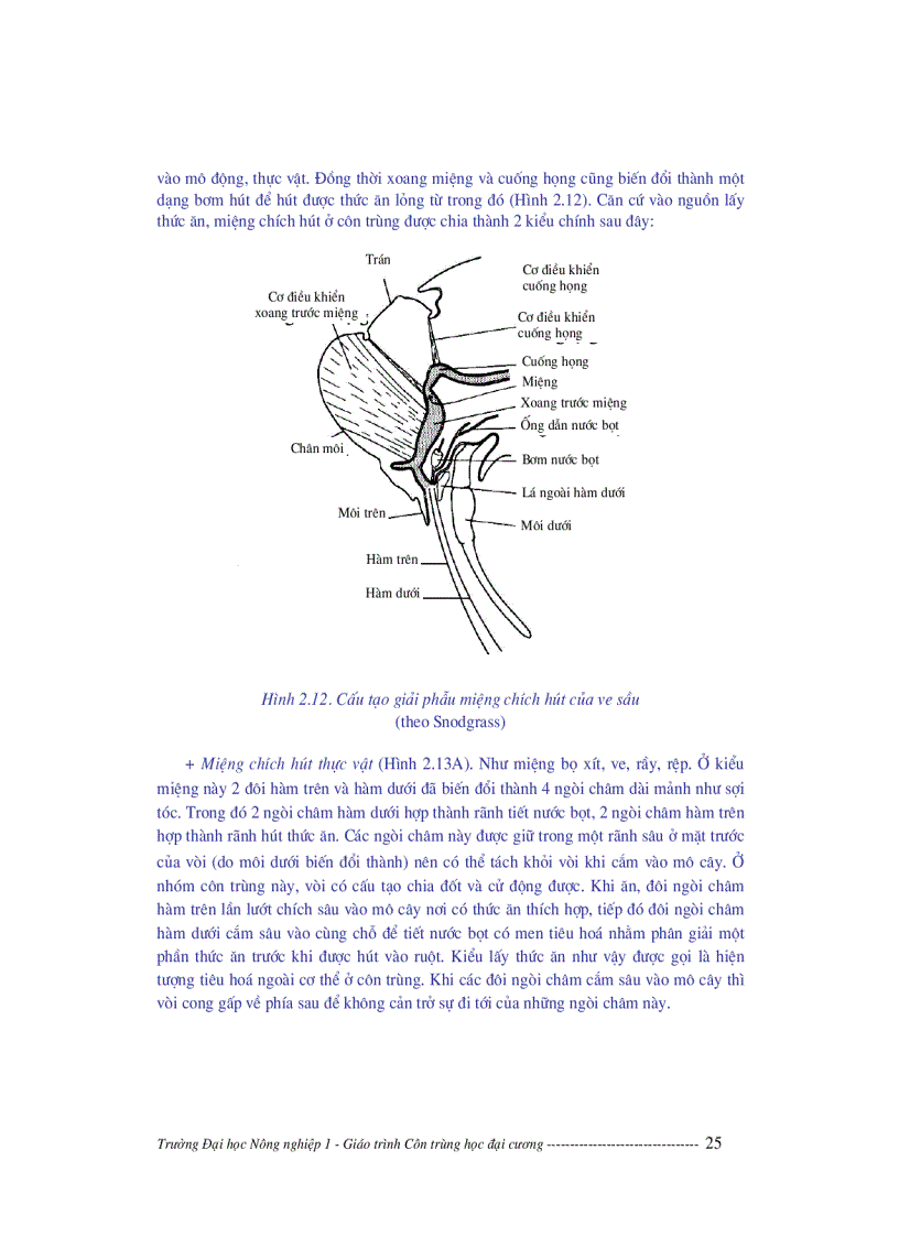 image for page Giáo trình côn trùng học