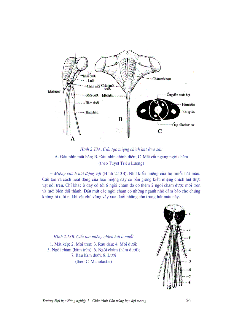 image for page Giáo trình côn trùng học