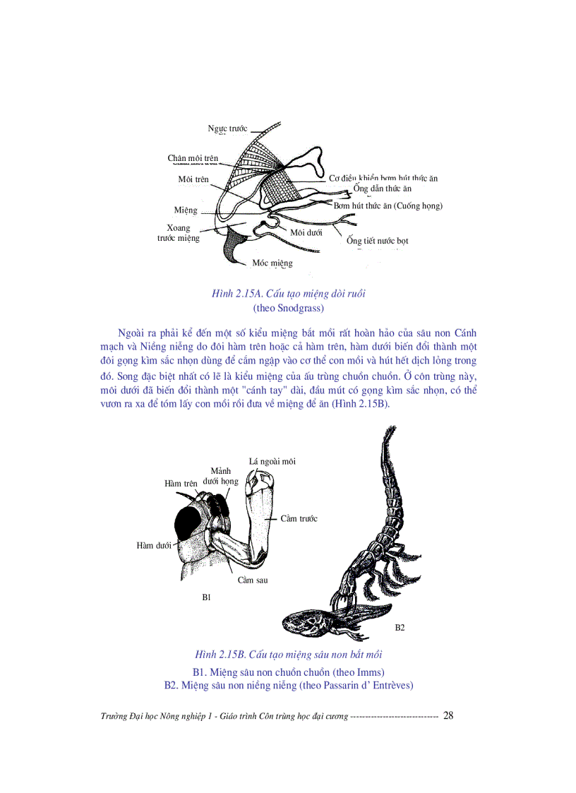 image for page Giáo trình côn trùng học