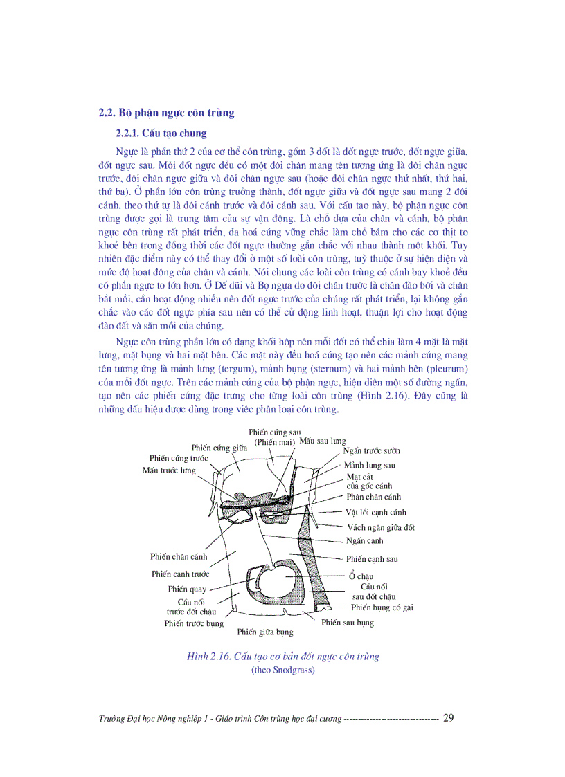 image for page Giáo trình côn trùng học