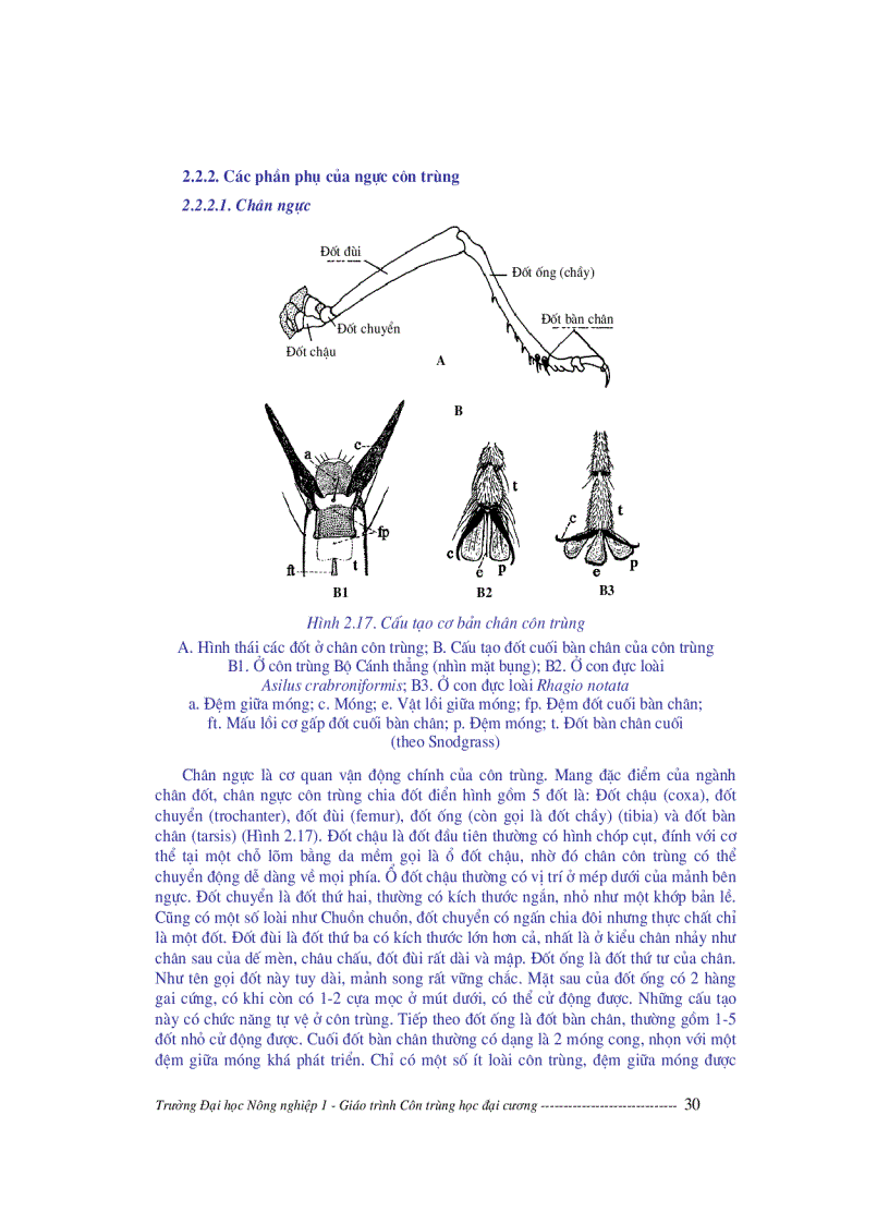 image for page Giáo trình côn trùng học