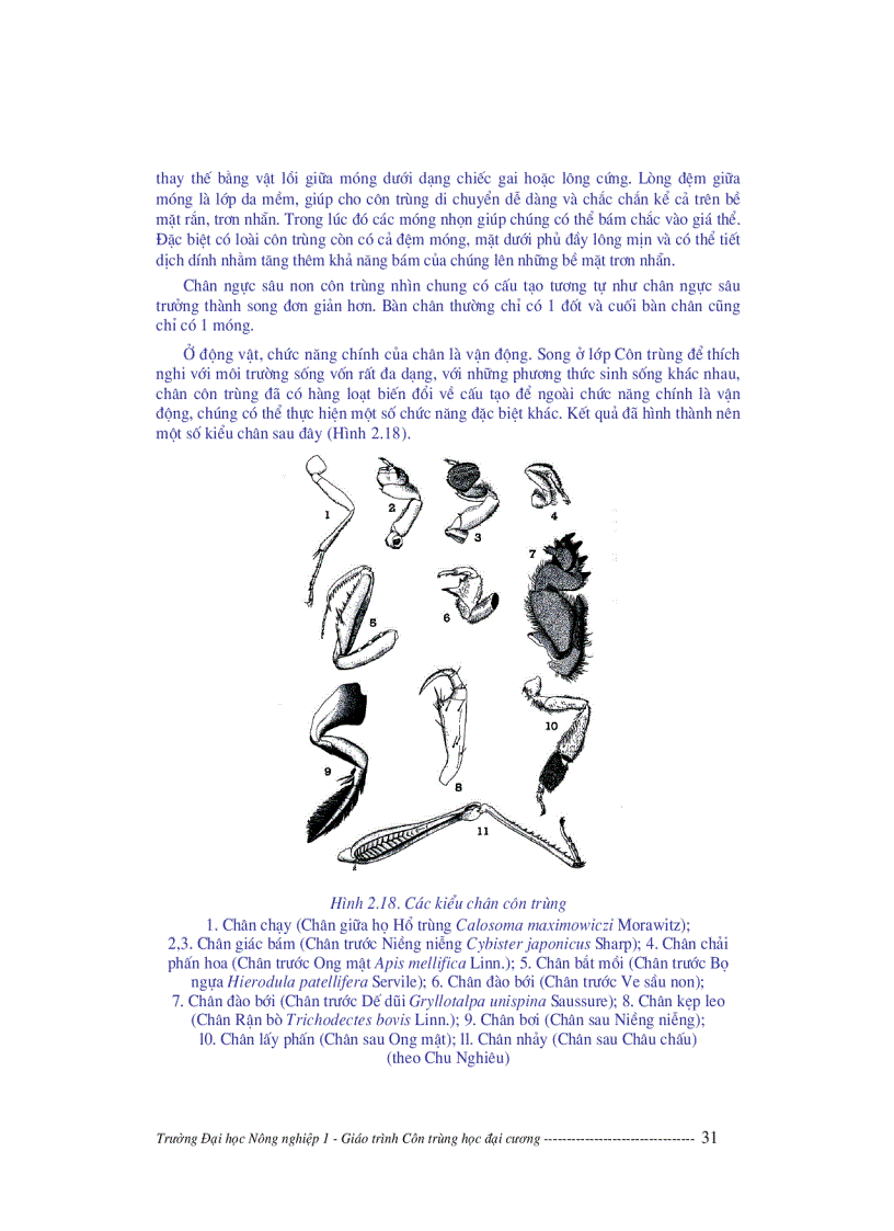 image for page Giáo trình côn trùng học