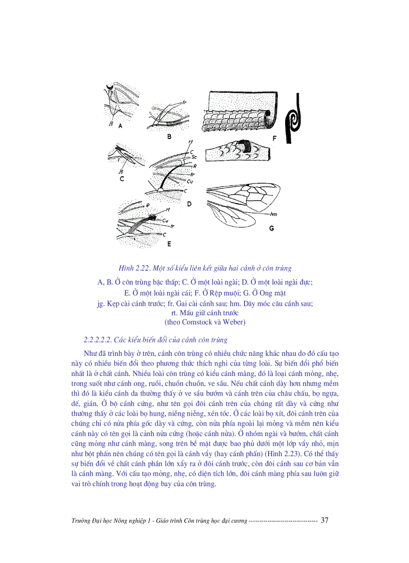 image for page Giáo trình côn trùng học