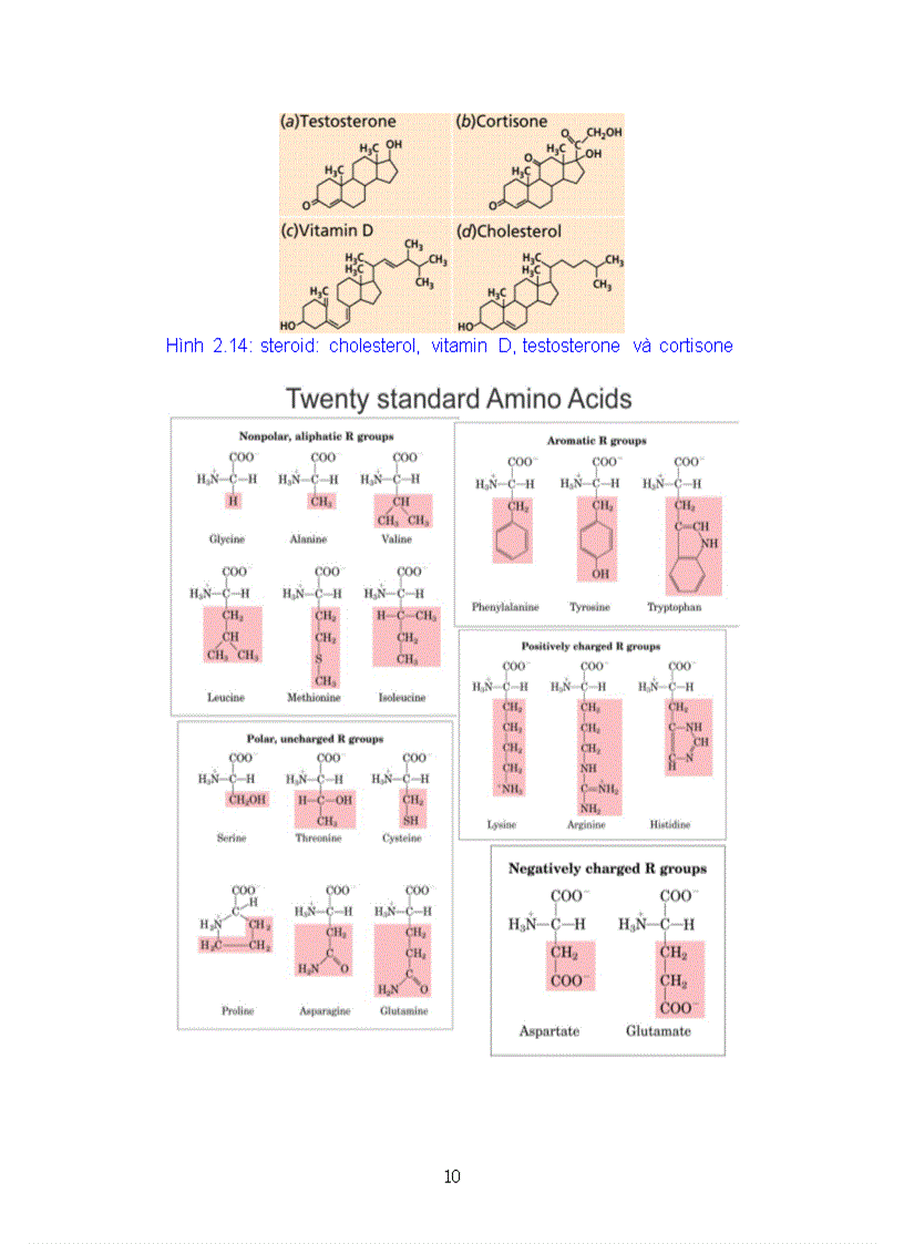 image for page Giao trinh Sinh hoc đai cuong Phan 2 Sinh hoc te bao