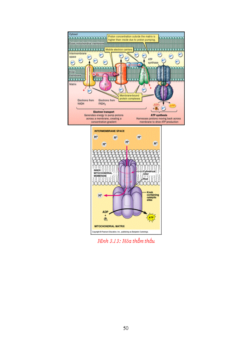 image for page Giao trinh Sinh hoc đai cuong Phan 2 Sinh hoc te bao