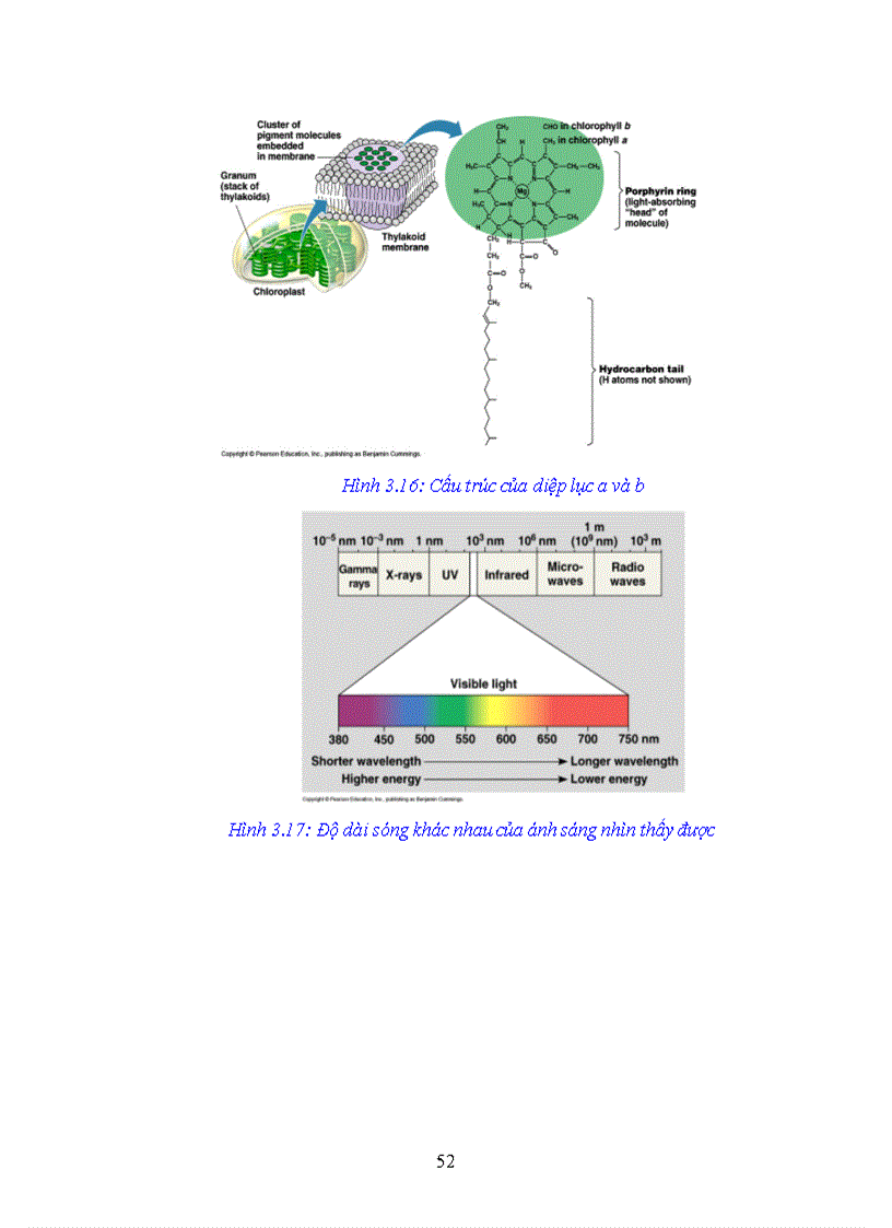 image for page Giao trinh Sinh hoc đai cuong Phan 2 Sinh hoc te bao