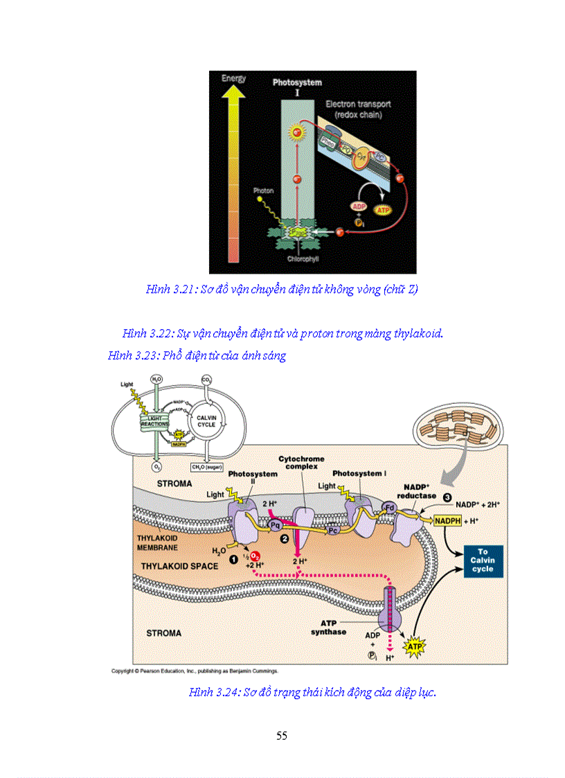 image for page Giao trinh Sinh hoc đai cuong Phan 2 Sinh hoc te bao