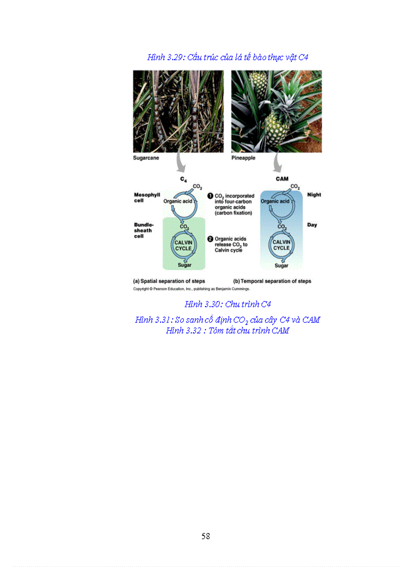 image for page Giao trinh Sinh hoc đai cuong Phan 2 Sinh hoc te bao