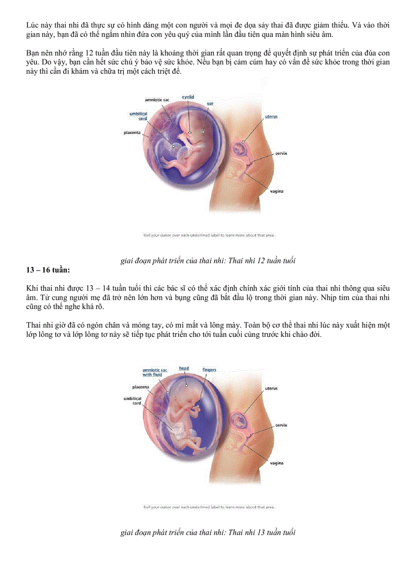 image for page Hình Ảnh Quá Trình Phát Triển Thai Nhi
