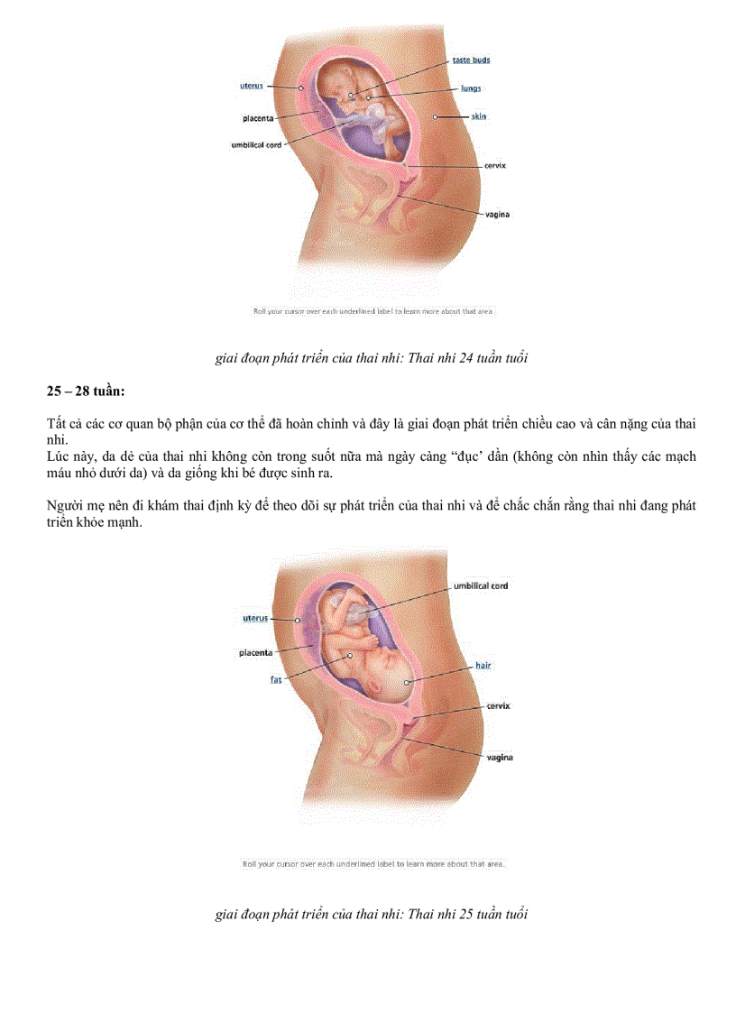 image for page Hình Ảnh Quá Trình Phát Triển Thai Nhi