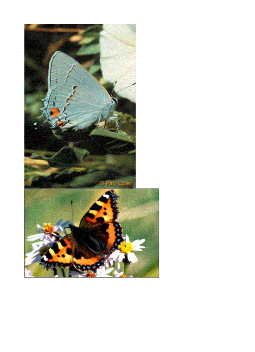 Hình về các loài bướm