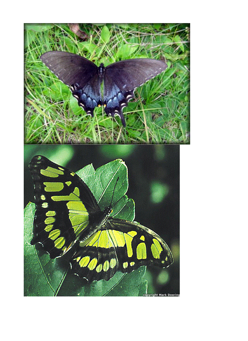 Hình về các loài bướm