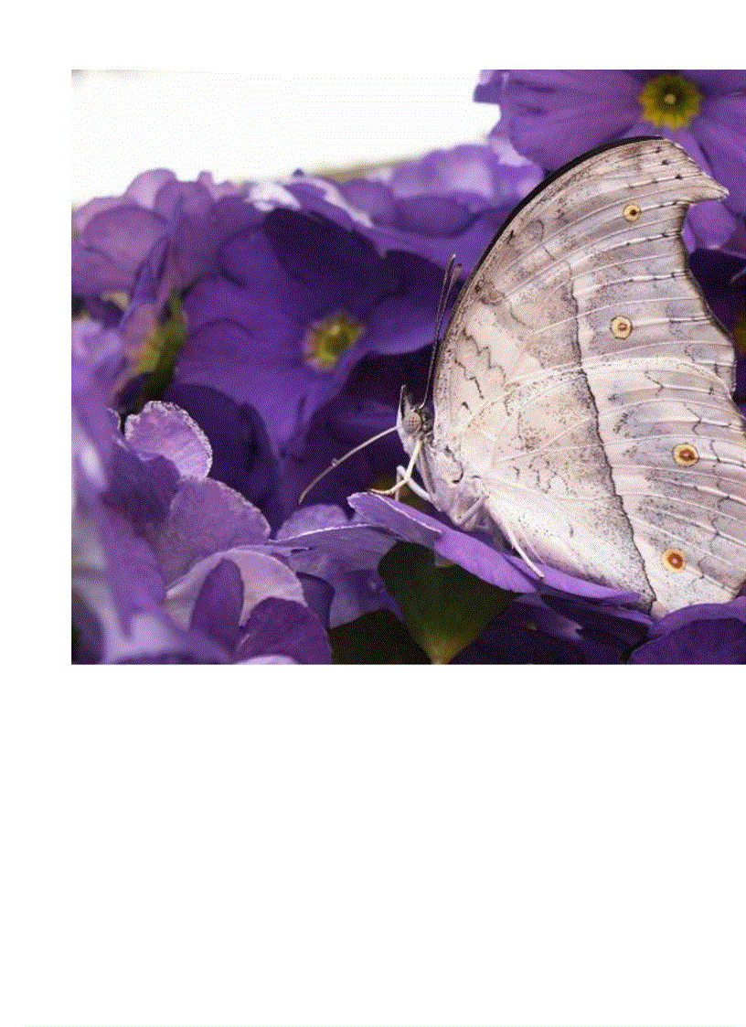 image for page Hình về các loài bướm