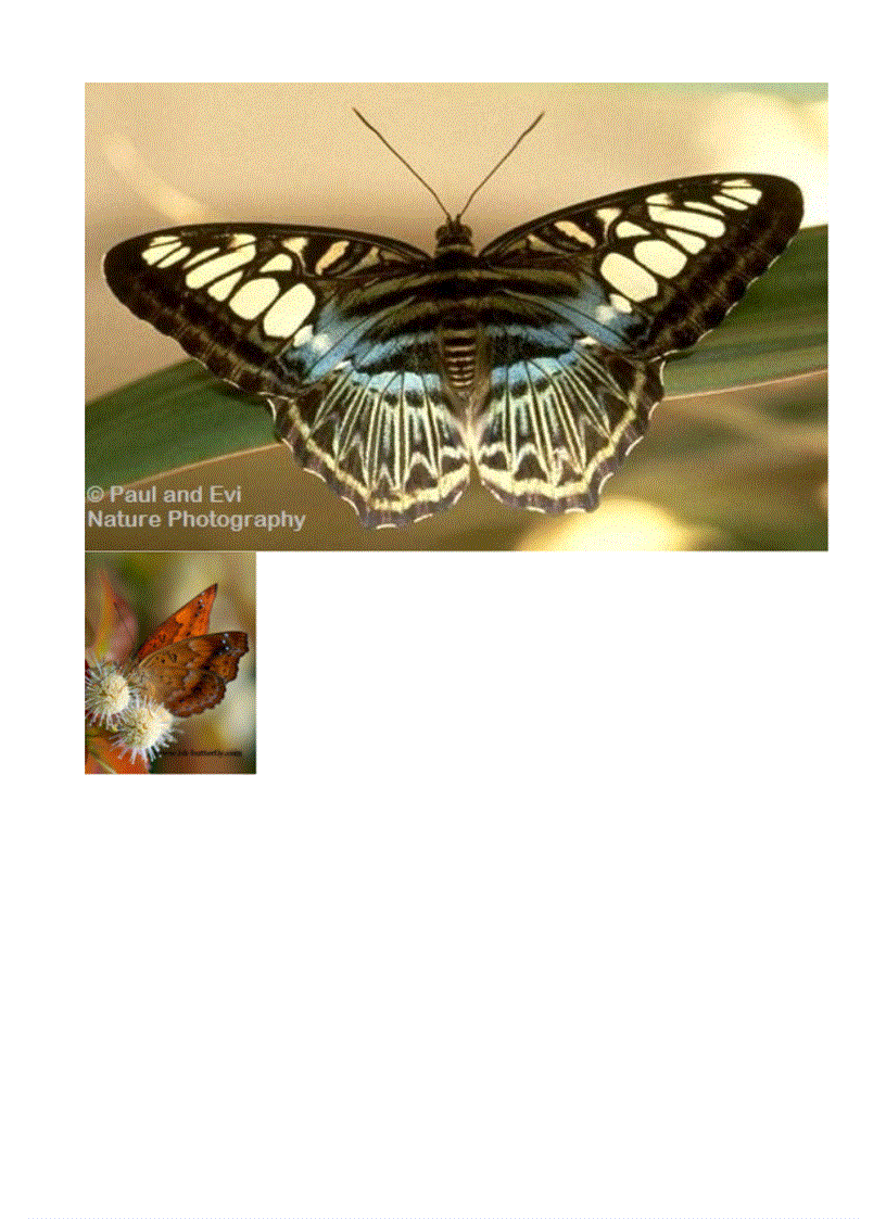 image for page Hình về các loài bướm