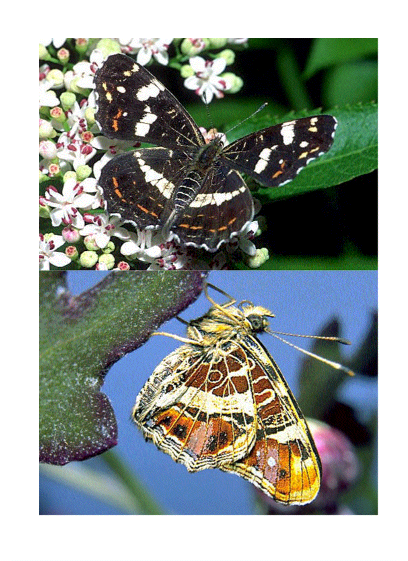 image for page Hình về các loài bướm