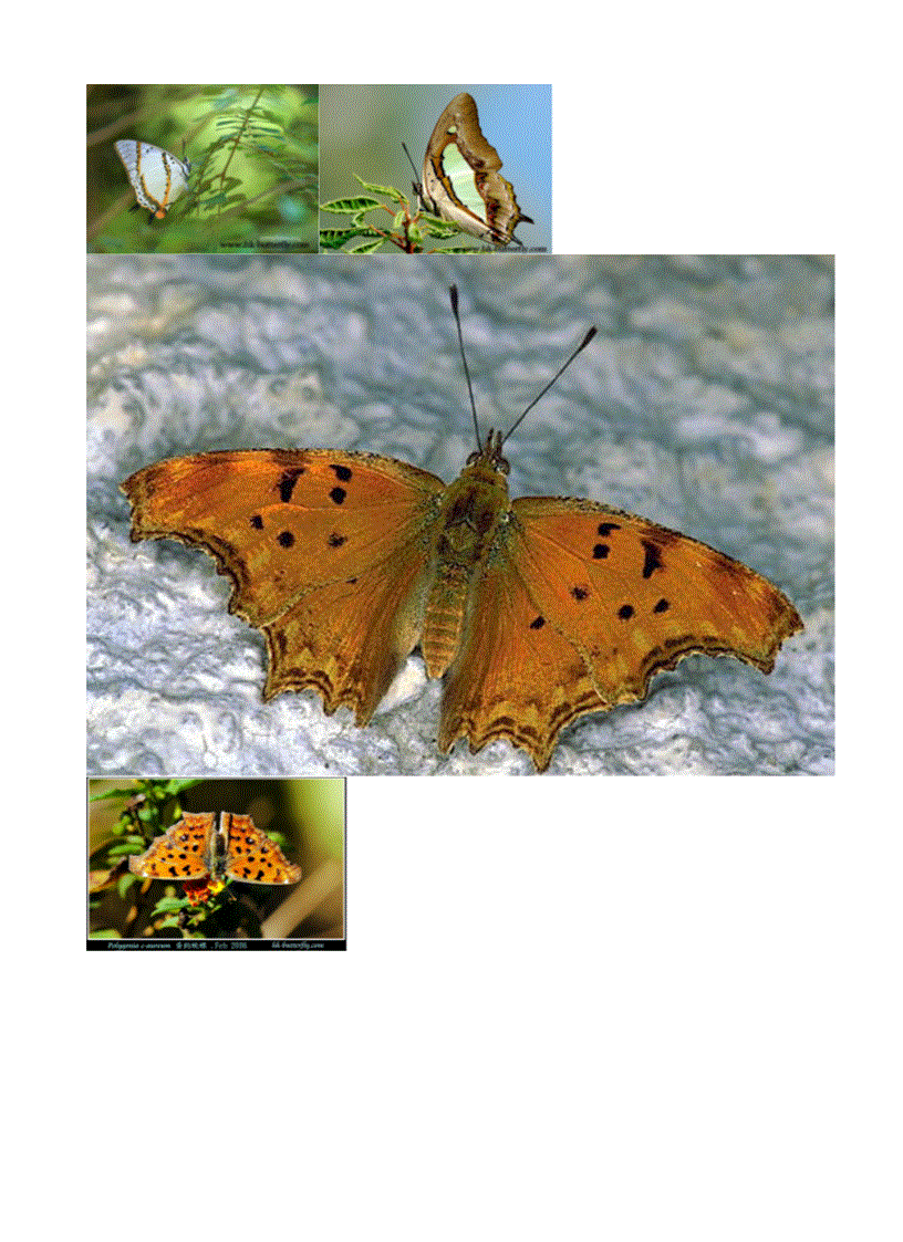 image for page Hình về các loài bướm