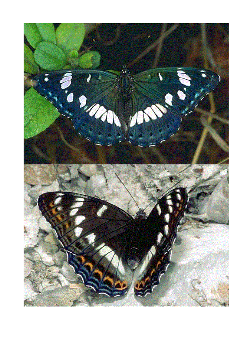 image for page Hình về các loài bướm