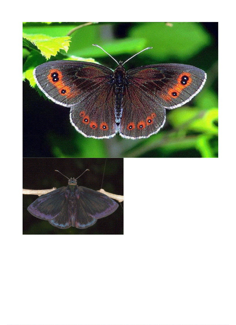 image for page Hình về các loài bướm