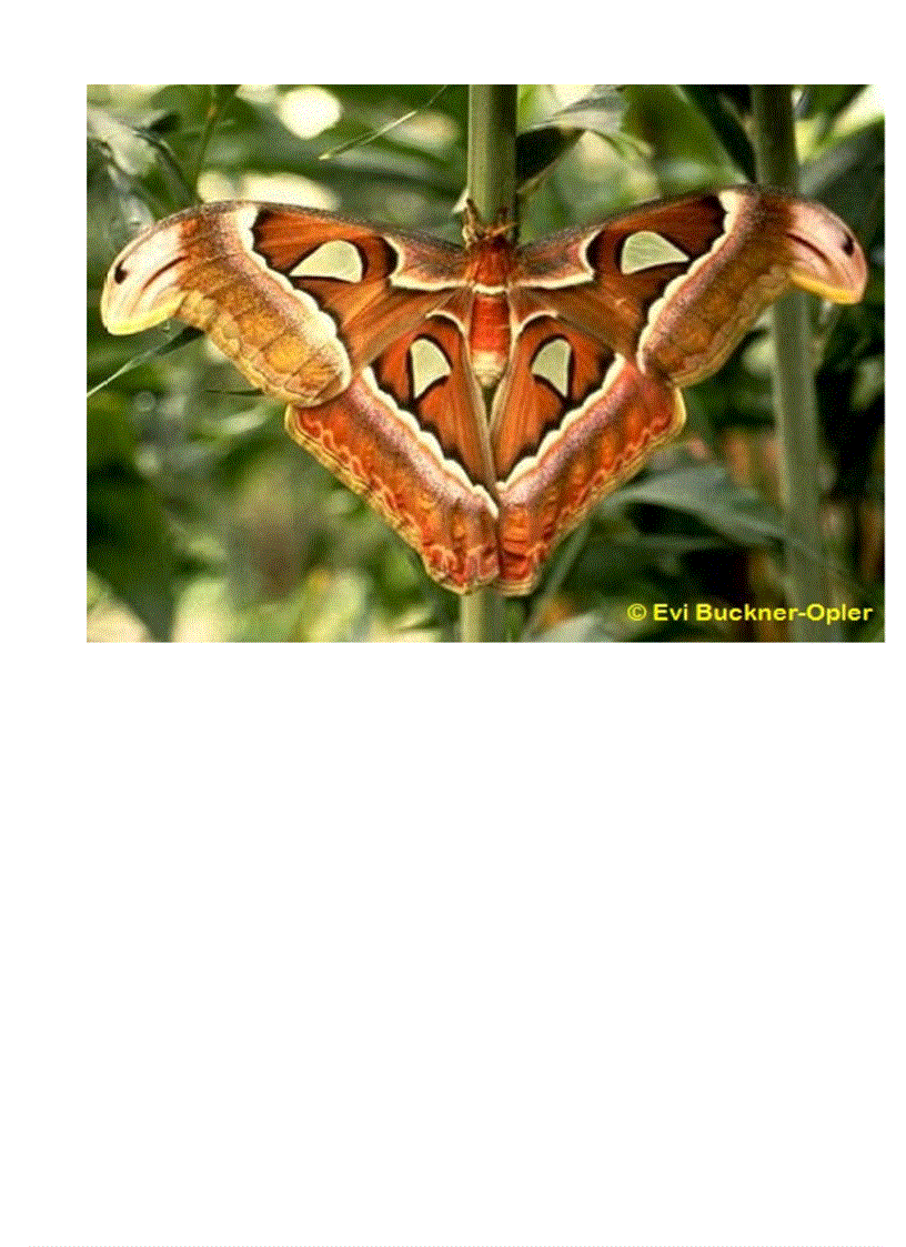 image for page Hình về các loài bướm